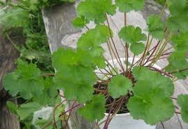Image result for Pelargonium grossularioides