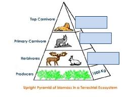 This first day will focus mainly on the idea that most food chains begin with the sun and plants. 12 A Interpret Relationships Predation Parasitism Commensalism Mutualism