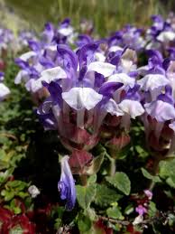 Image result for Scutellaria schweinfurthii