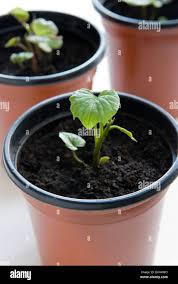 Image result for Ipomoea batatas pots