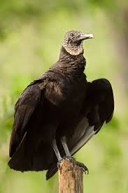 Big Black Bird With Red Neck Sohnjoo S Photography Zwart