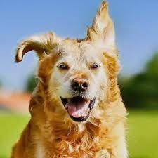 Which of the following are not present in animal cells. Which One The Following Is Not Present In Animal Cell A Plastids B Golgi Bodies C Er D Brainly In