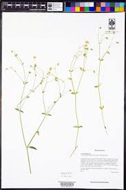 Image result for Cerastium afromontanum