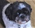 SHIH TZU COLORS AND INFORMATION