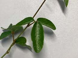 Image result for Desmodium incanum