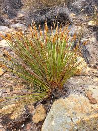 Image result for Schoenus