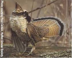 If You Like Grouse You Ll Like This Information Forest Habitat Upland Bird Hunting English Setter Dogs
