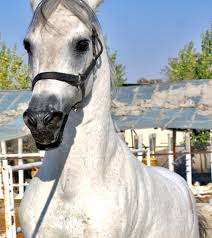 Image result for IRAN HORSES