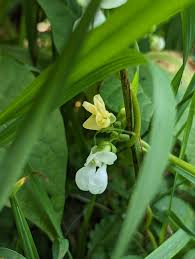 Image result for Phaseolus vulgaris