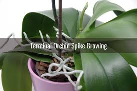 For spiking tips see my post on how to stake an orchid. Orchid Spike Care Common Problems And Their Treatment Everyday Orchids