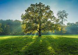 Oaktree capital group llc is a global investment management firm focused on alternative markets. Oaktree By Rolf Nachbar 500px Naturbilder Bilder Foto Natur