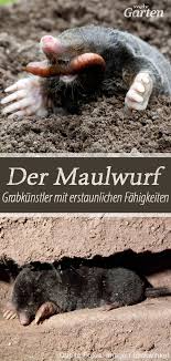 Fakten Rund Um Den Maulwurf Tiere Maulwurf Heimtierbedarf