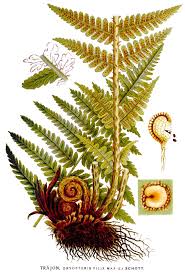 Image result for Dryopteris athamantica