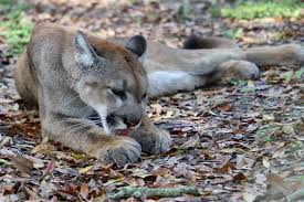 The florida department of state manages our state's elections, corporations, historical and cultural resources and our libraries. Uniquely Florida The Florida Panther Naturecoaster Com