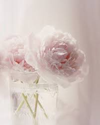 Pale Pink Flower Photograph Pink Peony Vase White Light Pink Peonies Pale Pink Peonies Flowers