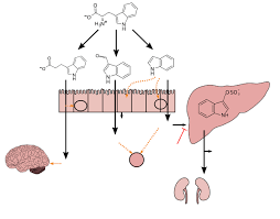 lactobacillus wikipedia