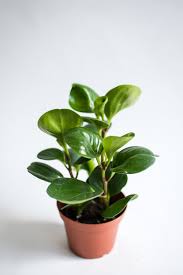 Peperomia is a perennial and peperomia plant care tip: Peperomia Obtusifolia Lakewood Plant Company