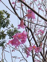 Image result for Handroanthus sp. near impetiginosus