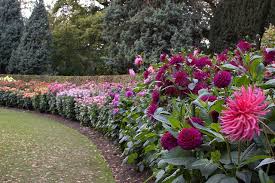Dahlia Garden Dahlias Garden Growing Dahlias Rock Garden Landscaping