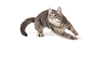 ‪Cat Zoomies: What is the Reason? - Shawsheen Animal Hospital‬‏