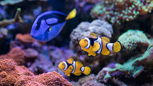 Dari yang murah hingga mahal, dari yang ukuran kecil hingga besar, semuanya ada. 7 Rekomendasi Ikan Hias Air Laut Dengan Warna Cantik Berkeluarga