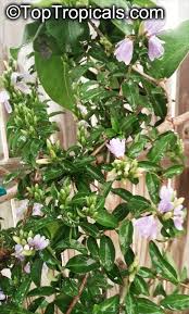 Image result for Sclerochiton hirsutus