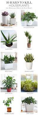 Jade Plants Need Full Sun In Order To Grow Properly And Need To Be Drained Well In 2020 Plants Jade Plants Indoor Plants