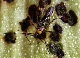 Image result for Hetaeria tetraptera