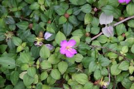 Image result for Dissotis