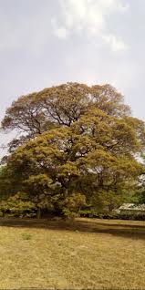 Image result for Brachystegia longifolia