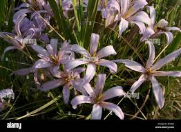 Image result for Grewia retinervis