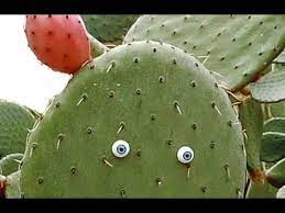 Los cactus esféricos como la silla de la suegra (echinocactus grusonii) pueden tolerar grandes cantidades de luz. Espinas De Cactus Youtube