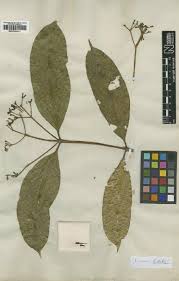 Image result for Tricalysia pallens