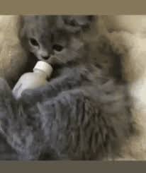 Put out a bowl of water and don't dehydrate your cat. Cat Bottle Gifs Tenor