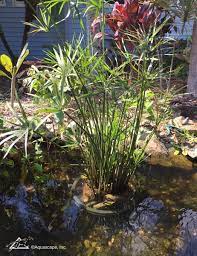 Sow umbrella plant seeds indoors. Pond Plant Feature Umbrella Palm Aquascape Inc