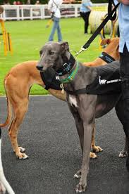 We did not find results for: 5 Skinny Dog Breeds You Will Want To Bring Home Pethelpful