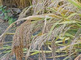 Image result for Panicum carneovaginatum