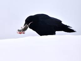 Maybe you would like to learn more about one of these? Do Crows Eat Smaller Birds Quora
