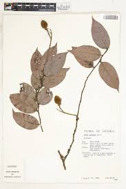 Image result for Dactyladenia