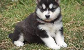 Healthy, purebred alaskan malamute puppies directly from ethical breeders. Giant Alaskan Malamute Puppies Pets And Animals For Sale Michigan