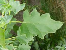 Image result for Datura ferox