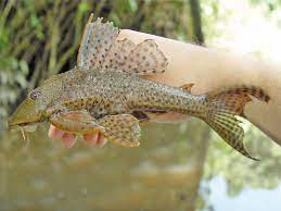 Hypostomus Plecostomus Wikipedia