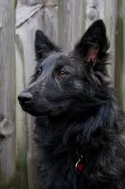 111 Best Dutch Shepherd Dog Names Dutch Shepherd Dog Pretty Dogs Dogs