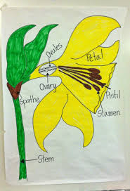Parts Of A Daffodil Flower Flower Diagram I Drew For My Kids To Copy I Kept The Labeled Parts Biologia Geologia