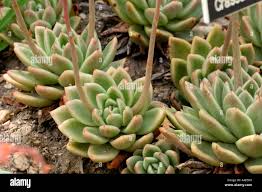 Image result for Crassulaceae