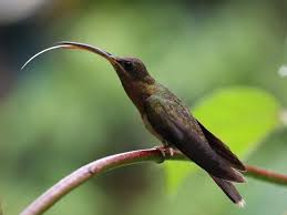 Image result for Glinus hirtus