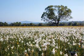 Narcissus Valley In Zakarpattia Region Narcissus Outdoor Farmland