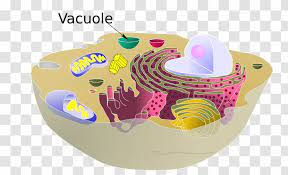 We did not find results for: Vacuole Plant Cell Cel Lula Animal Organelle Transparent Png