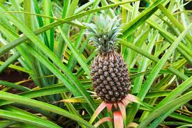 Maybe you would like to learn more about one of these? Dole Pineapple Plantation Wahiawa Oahu Hawaii