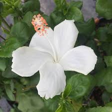 Due to ill health mail orders will not be processed until Hibiscus Swan Lake